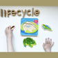 Bigjigs Toys Lifecycle Puzzle Frog