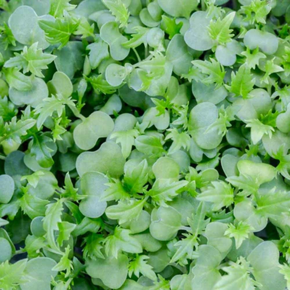 Micropod Seedmats - Mizuna (pack of 12)